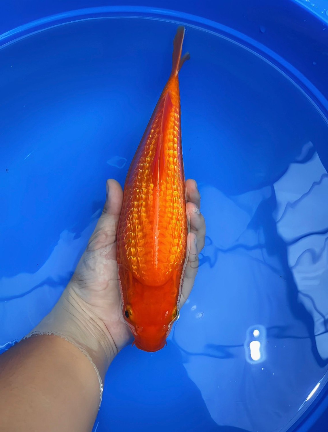 Best In Size E 31 - 35 cm