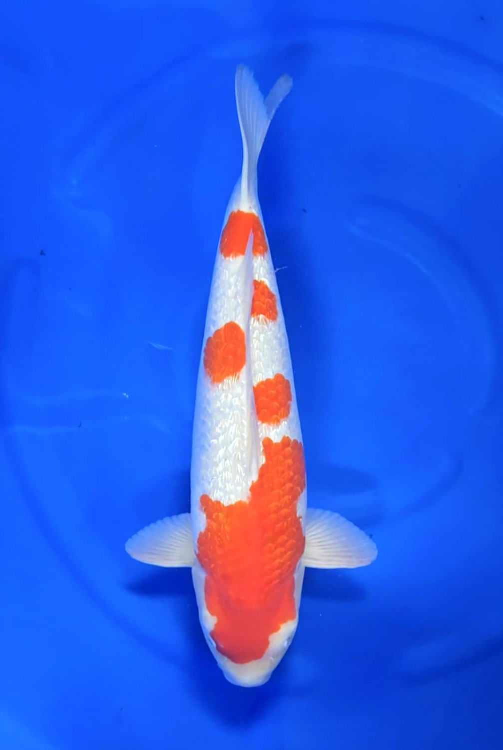 Juara 1