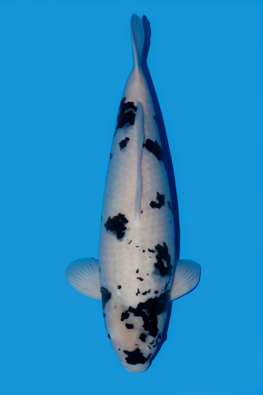 Juara 2