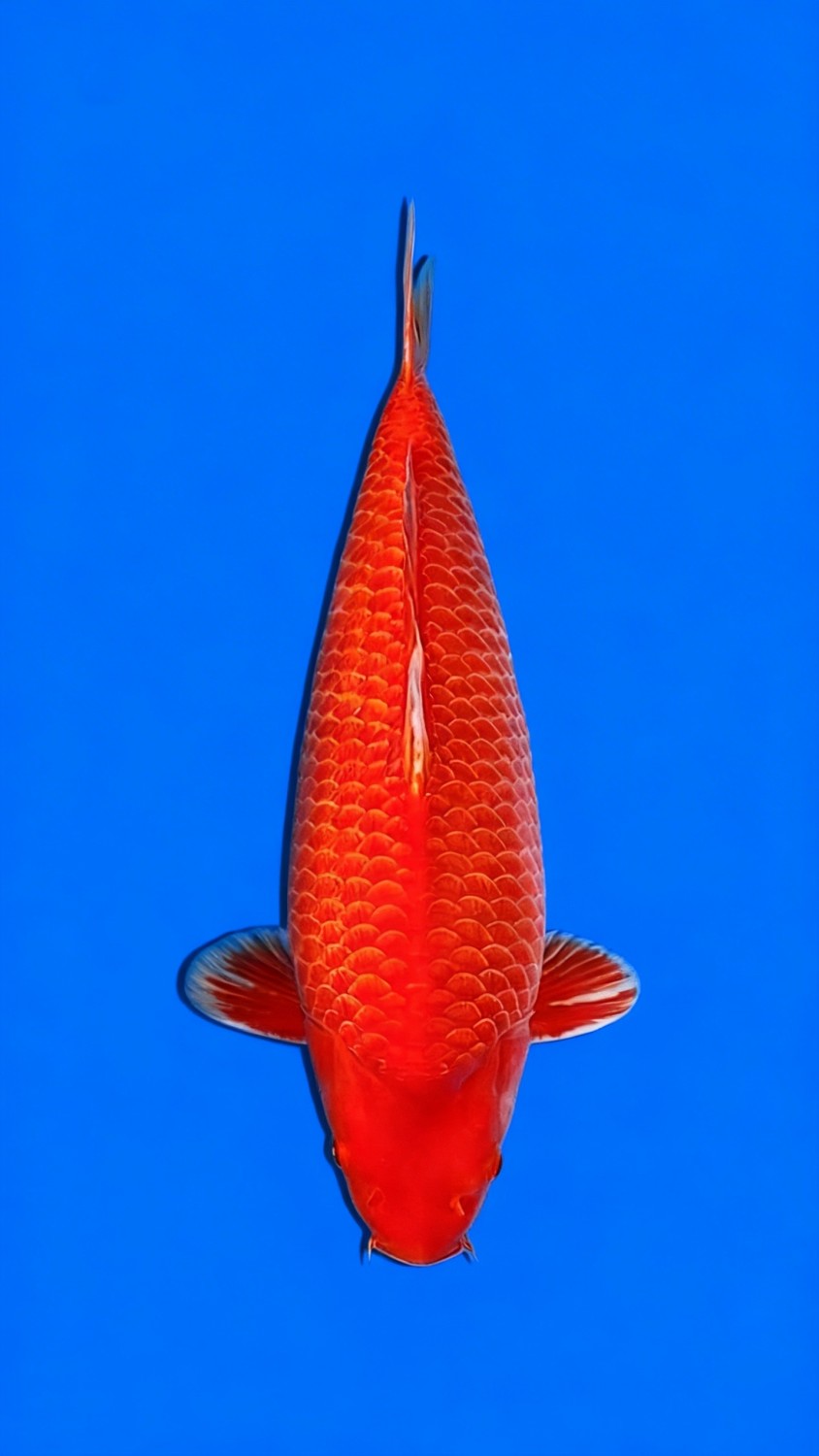 Juara 3