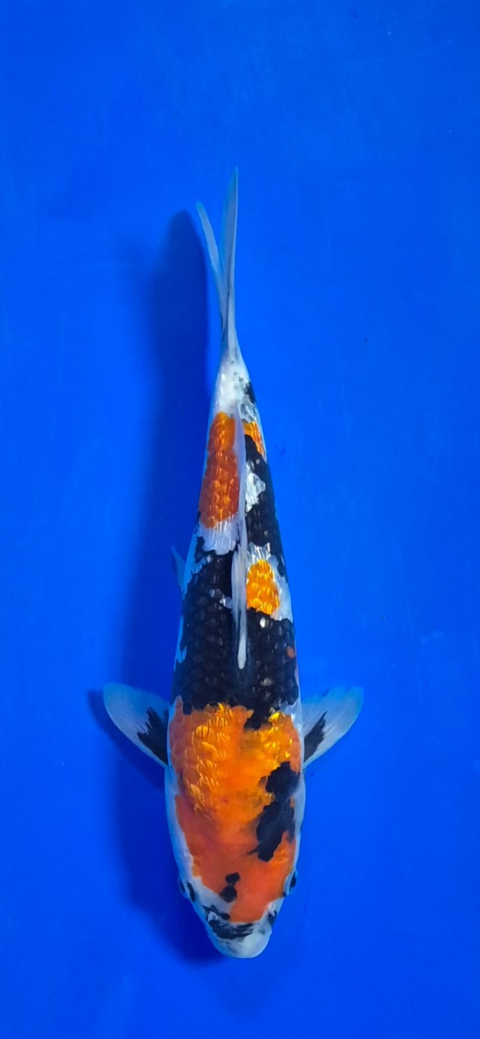 Juara 3