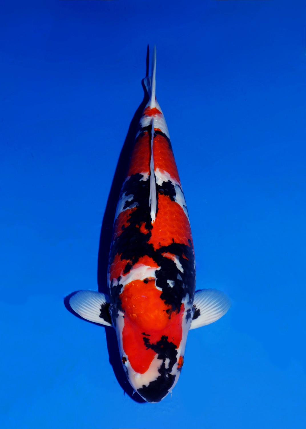 Ikan Koi Showa Sanshoku