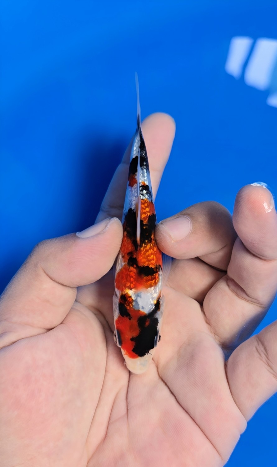 Best In Size B Up To 12 cm