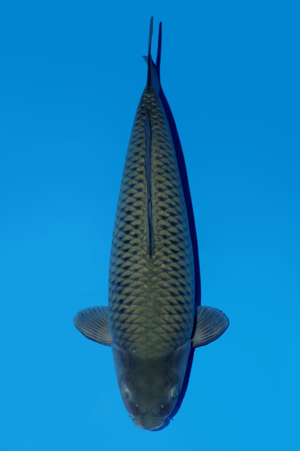 Juara 1