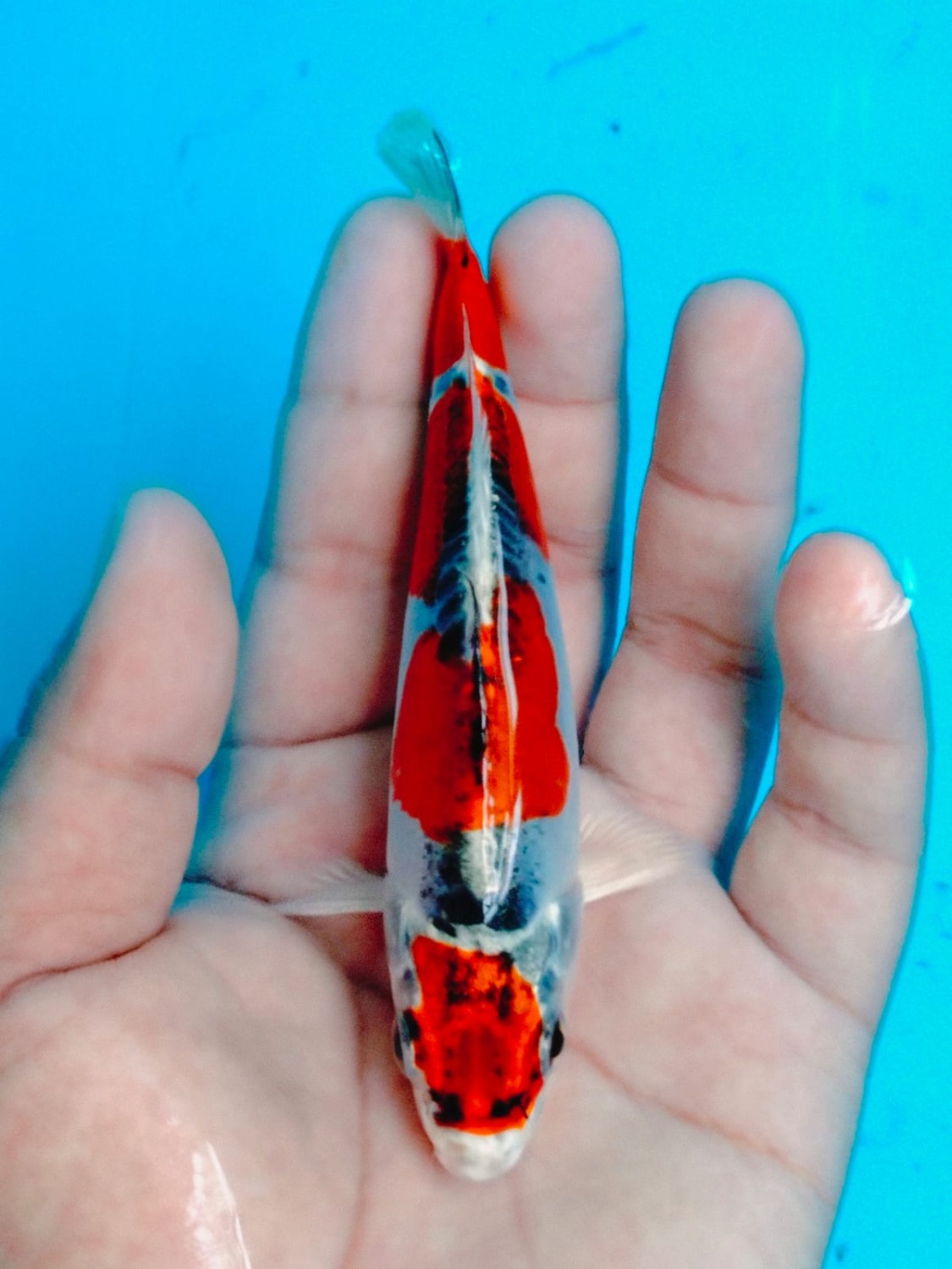 Juara 1