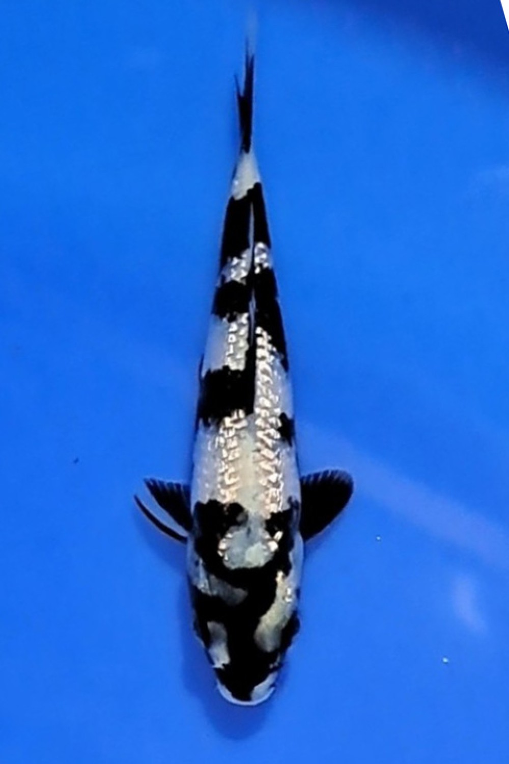 Juara 5