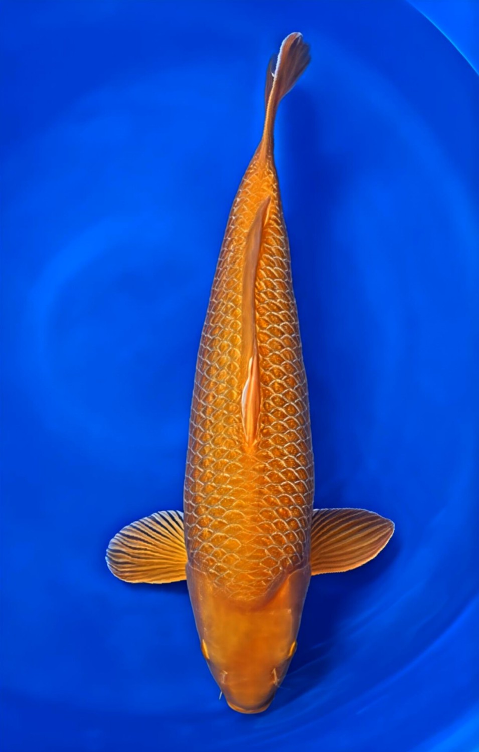 Juara 1