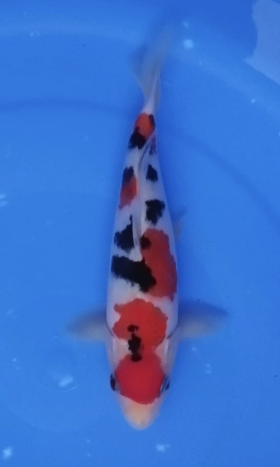Juara 3