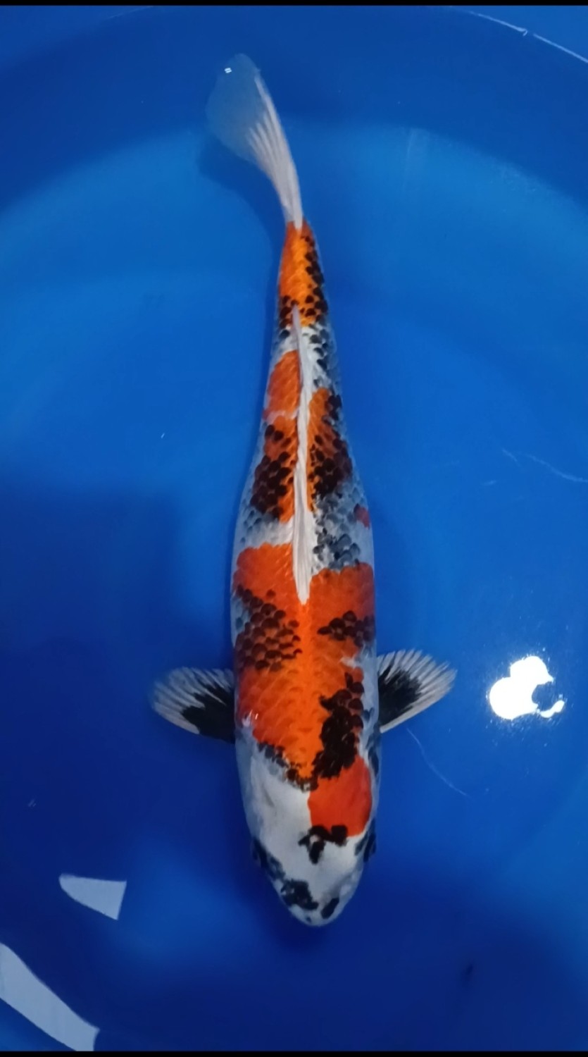 Juara 5