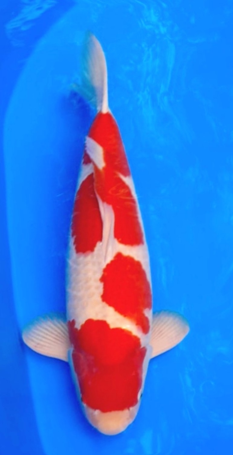 Juara 2