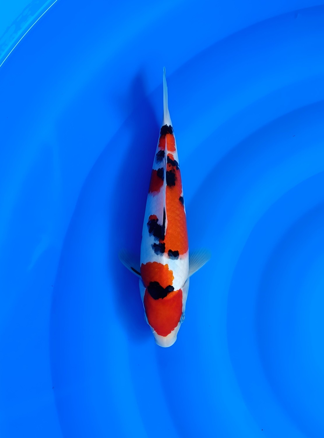 Juara 2