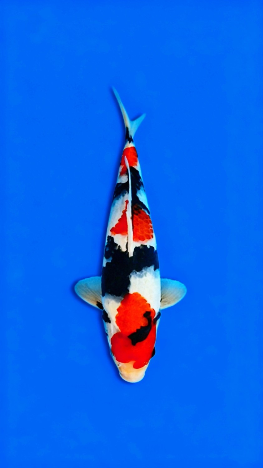Juara 1