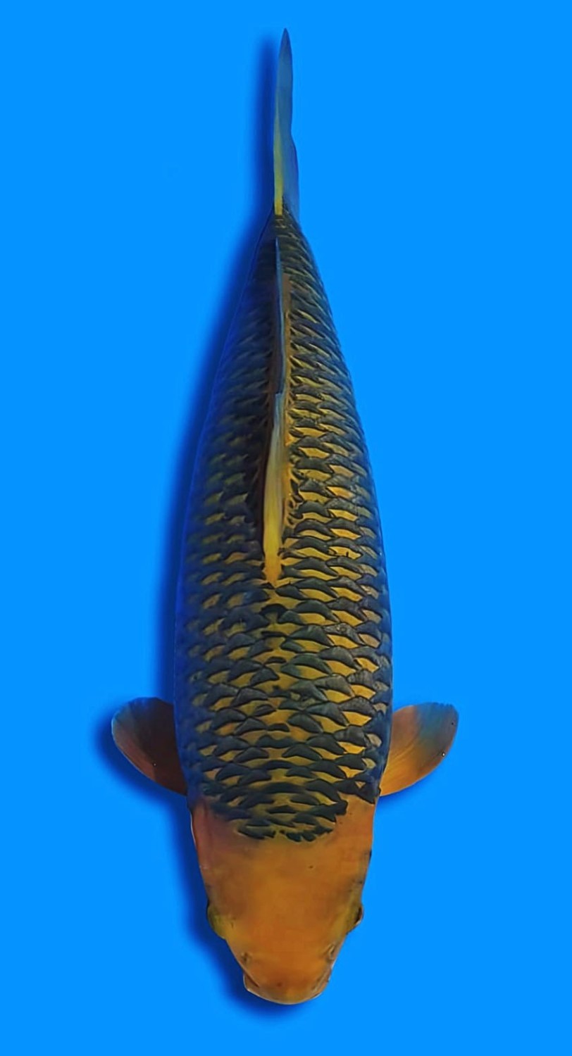 Juara 4