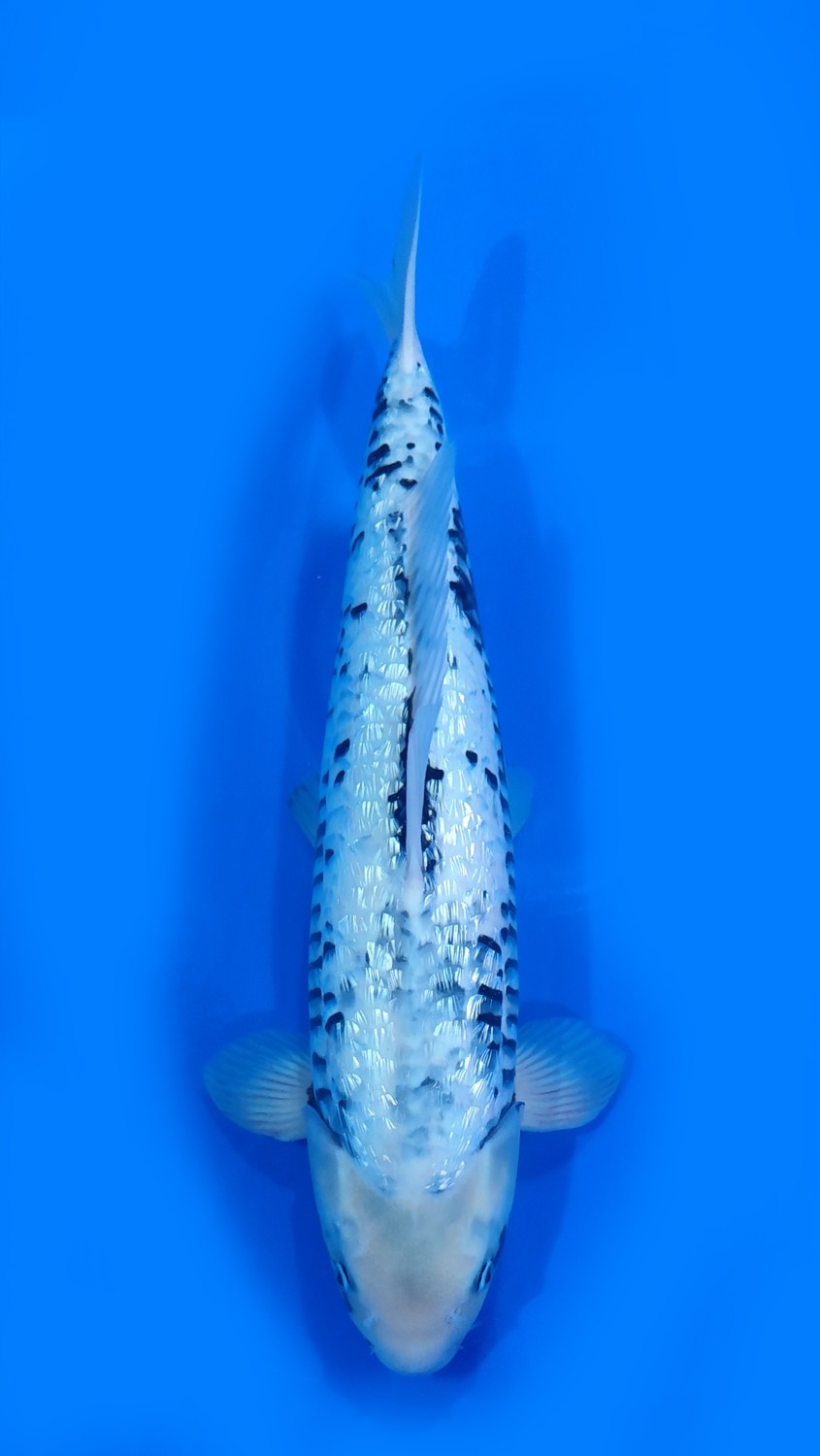 Juara 2