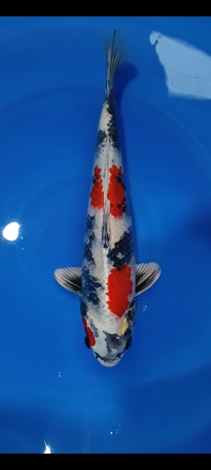 Juara 2