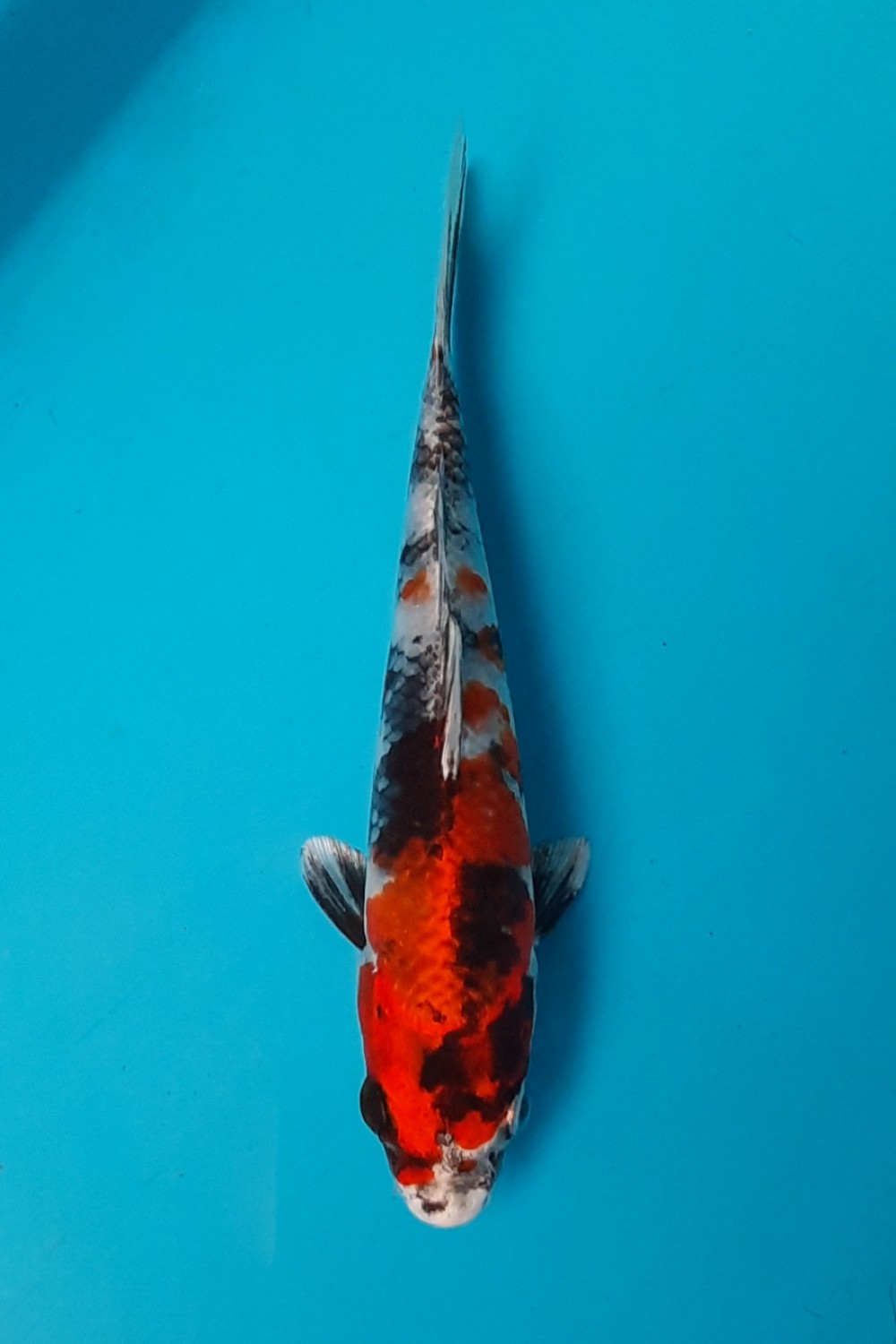 Juara 2