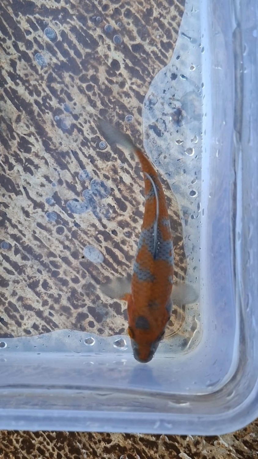 Juara 1