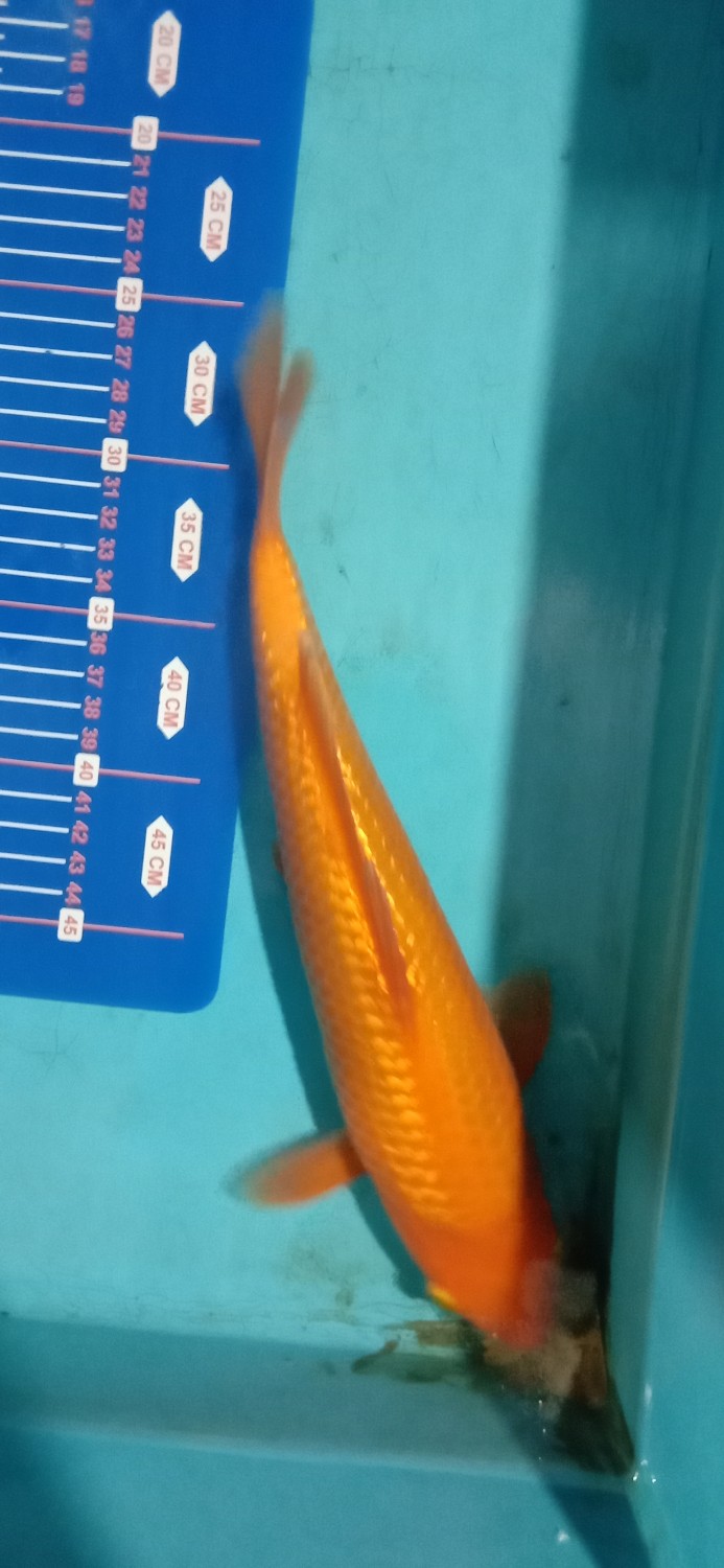 Juara 2