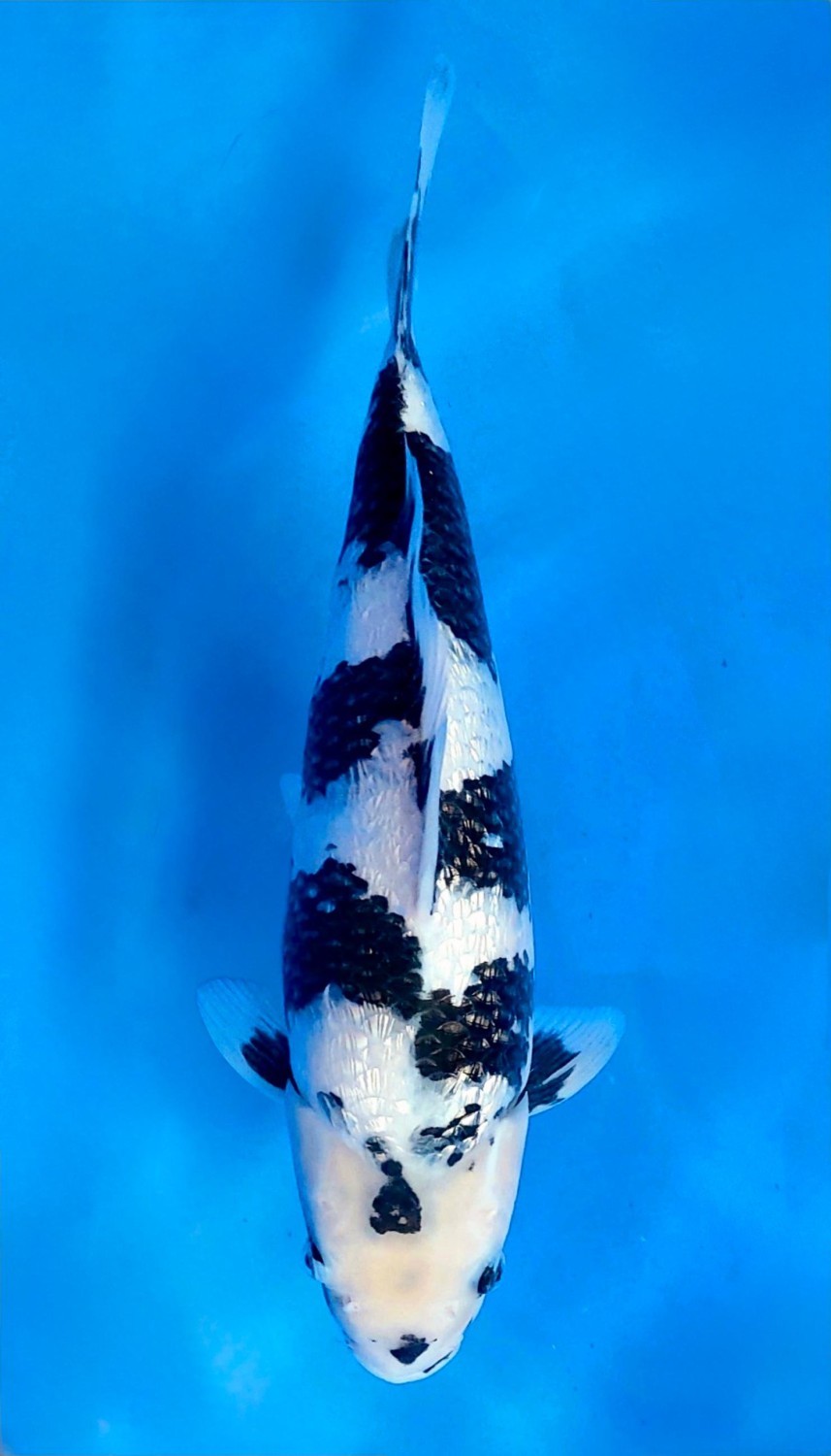 Juara 4