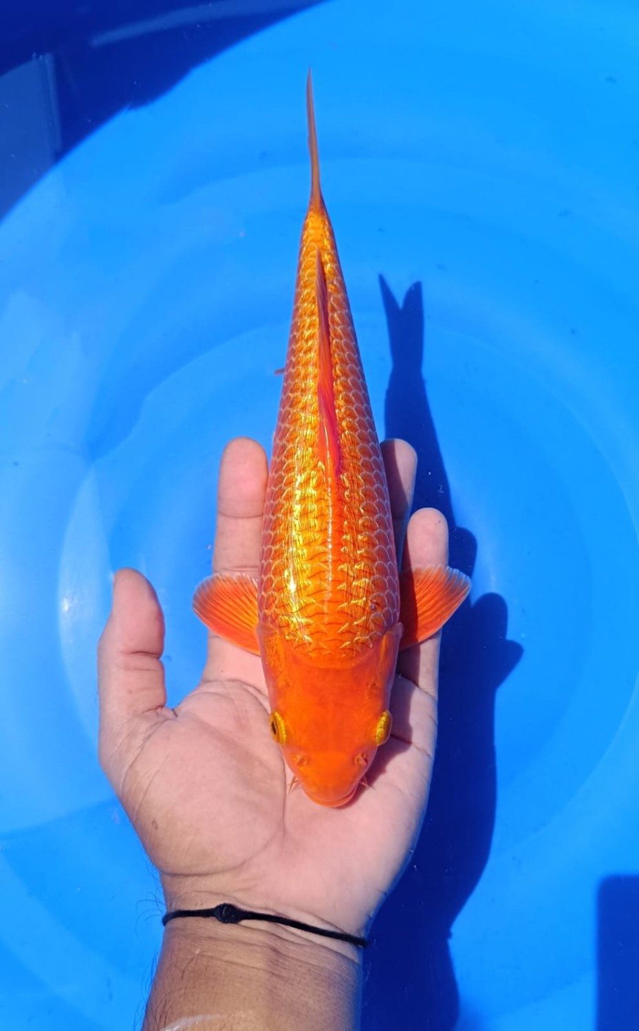 Juara 1