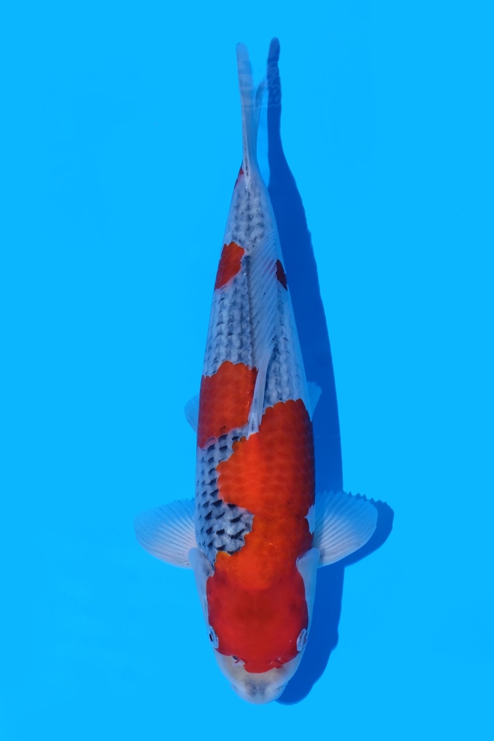 Juara 1