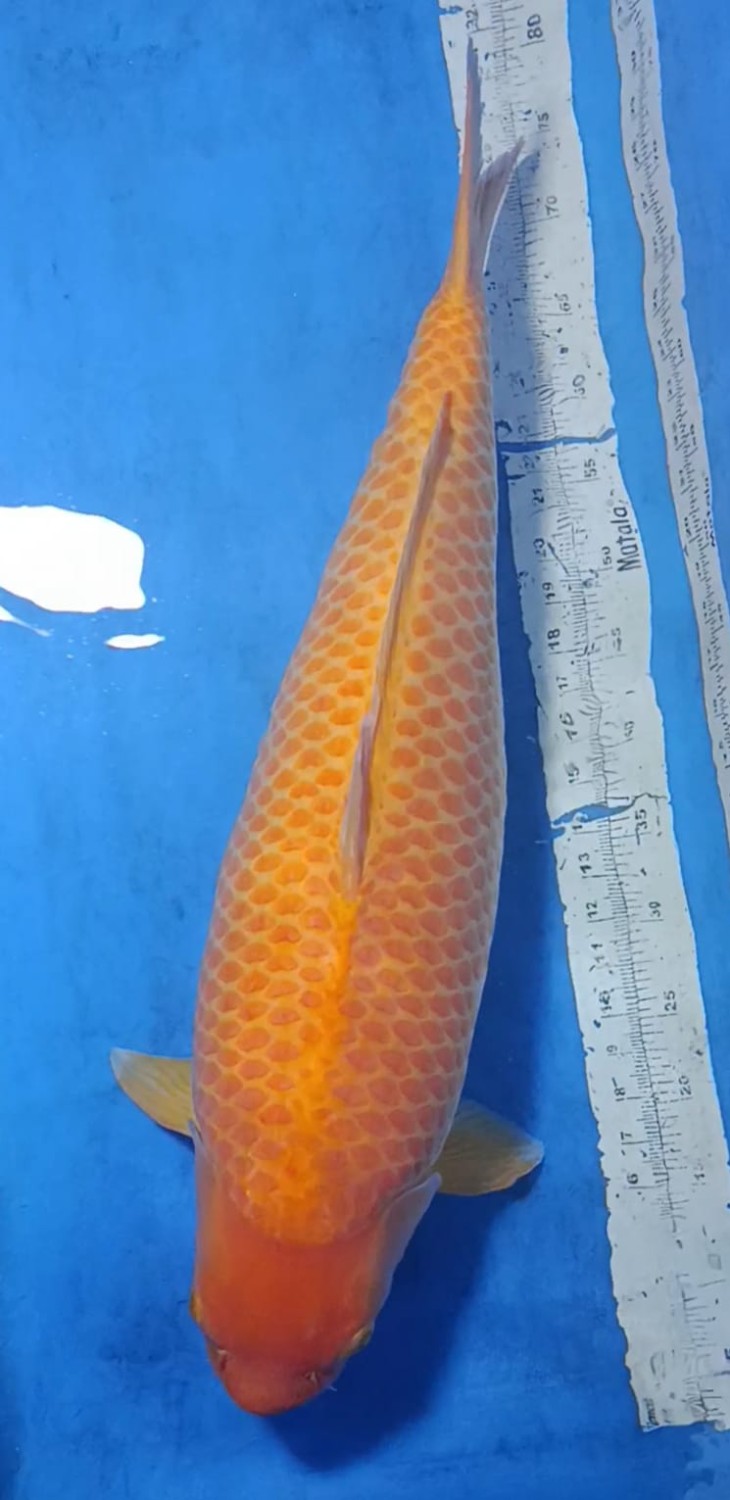 Juara 2