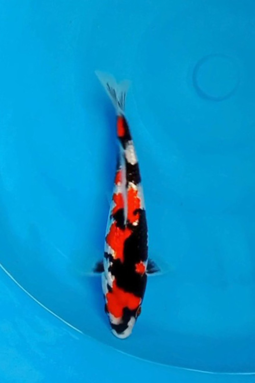Juara 5