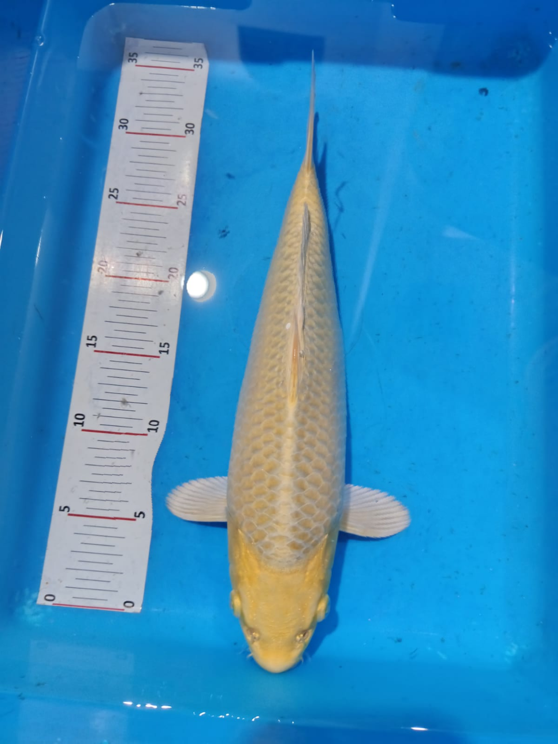 Juara 1