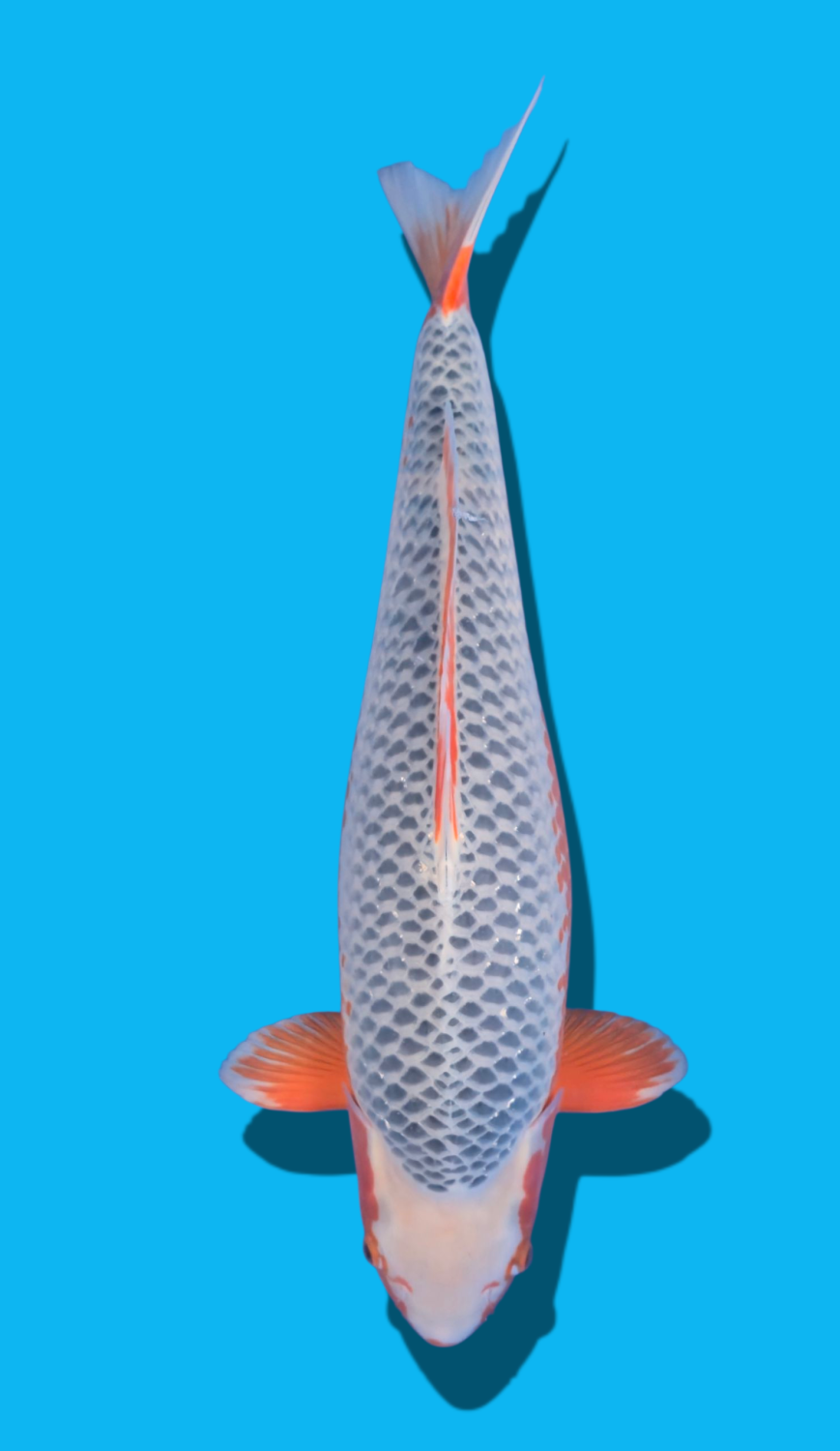 Juara 2
