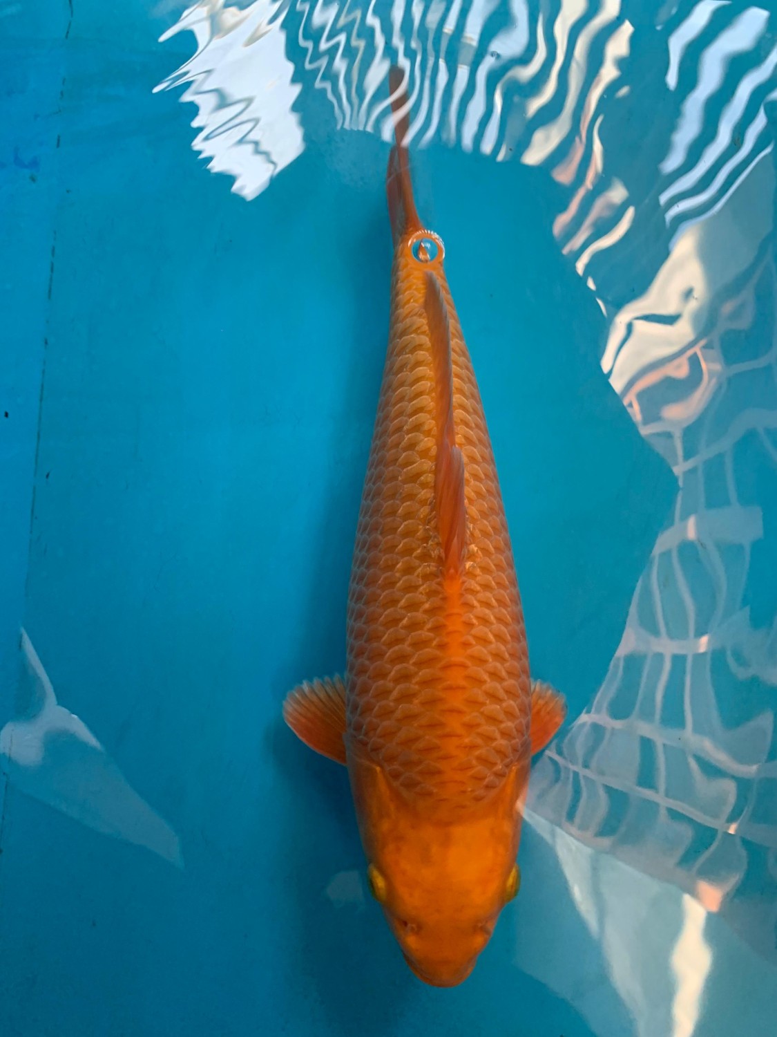 Juara 1