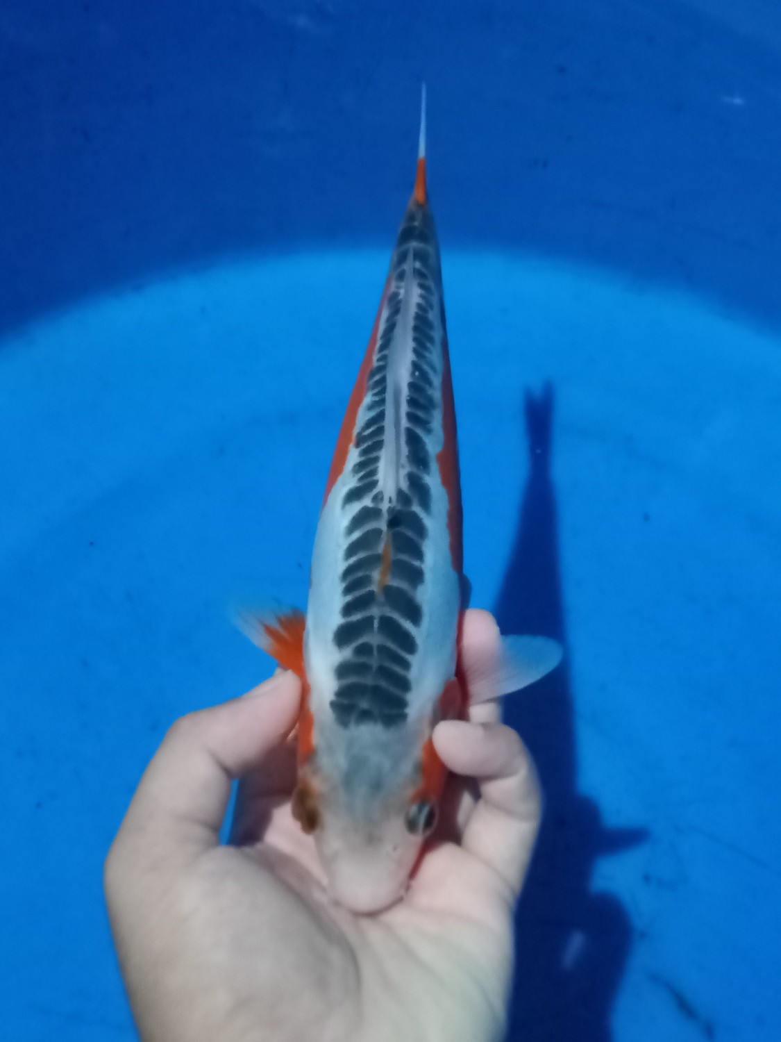 Juara 2