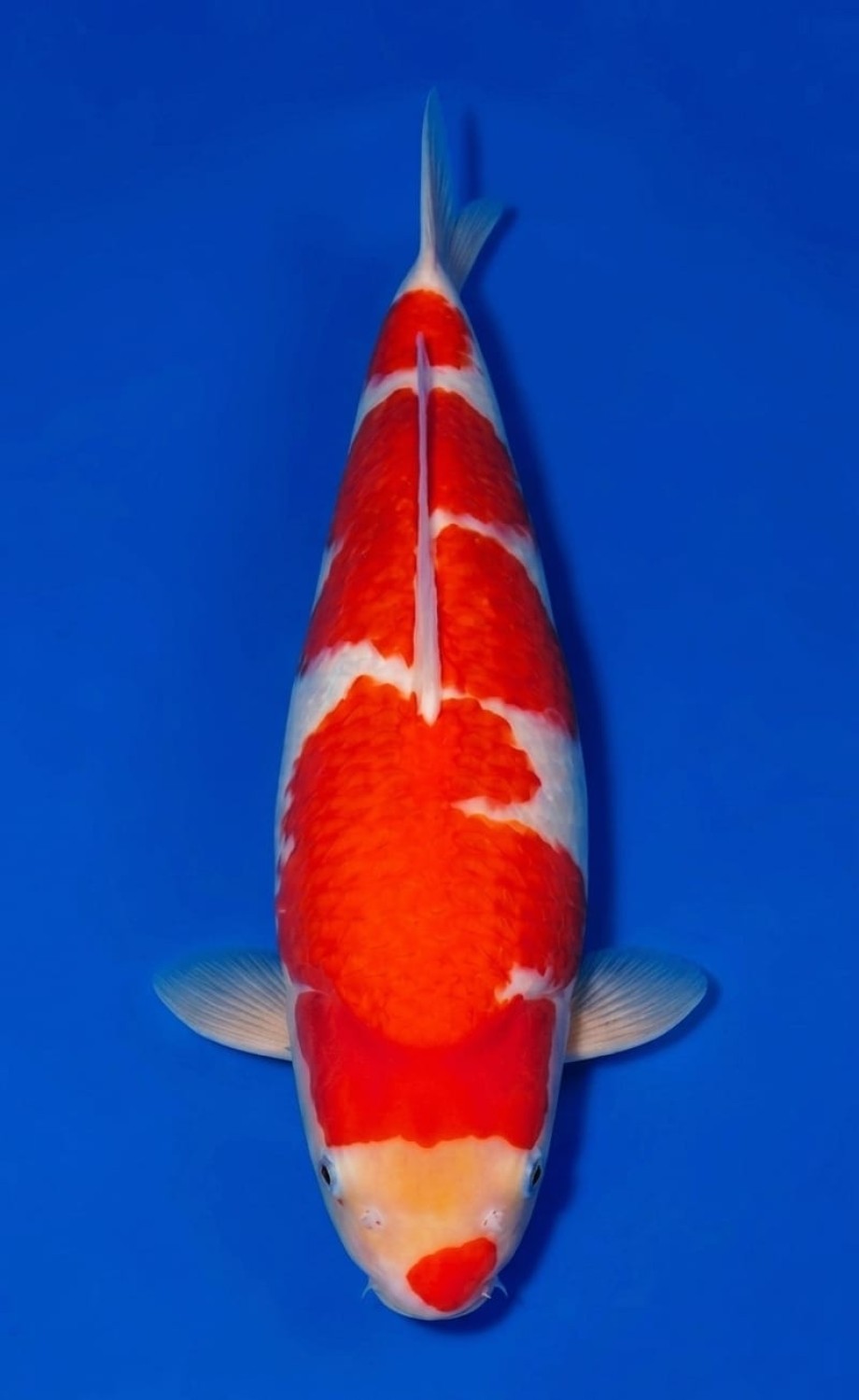 Juara 2