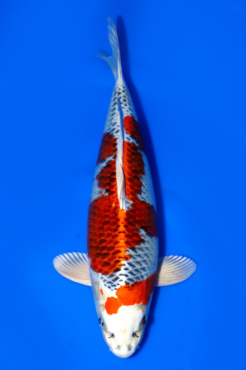Juara 1