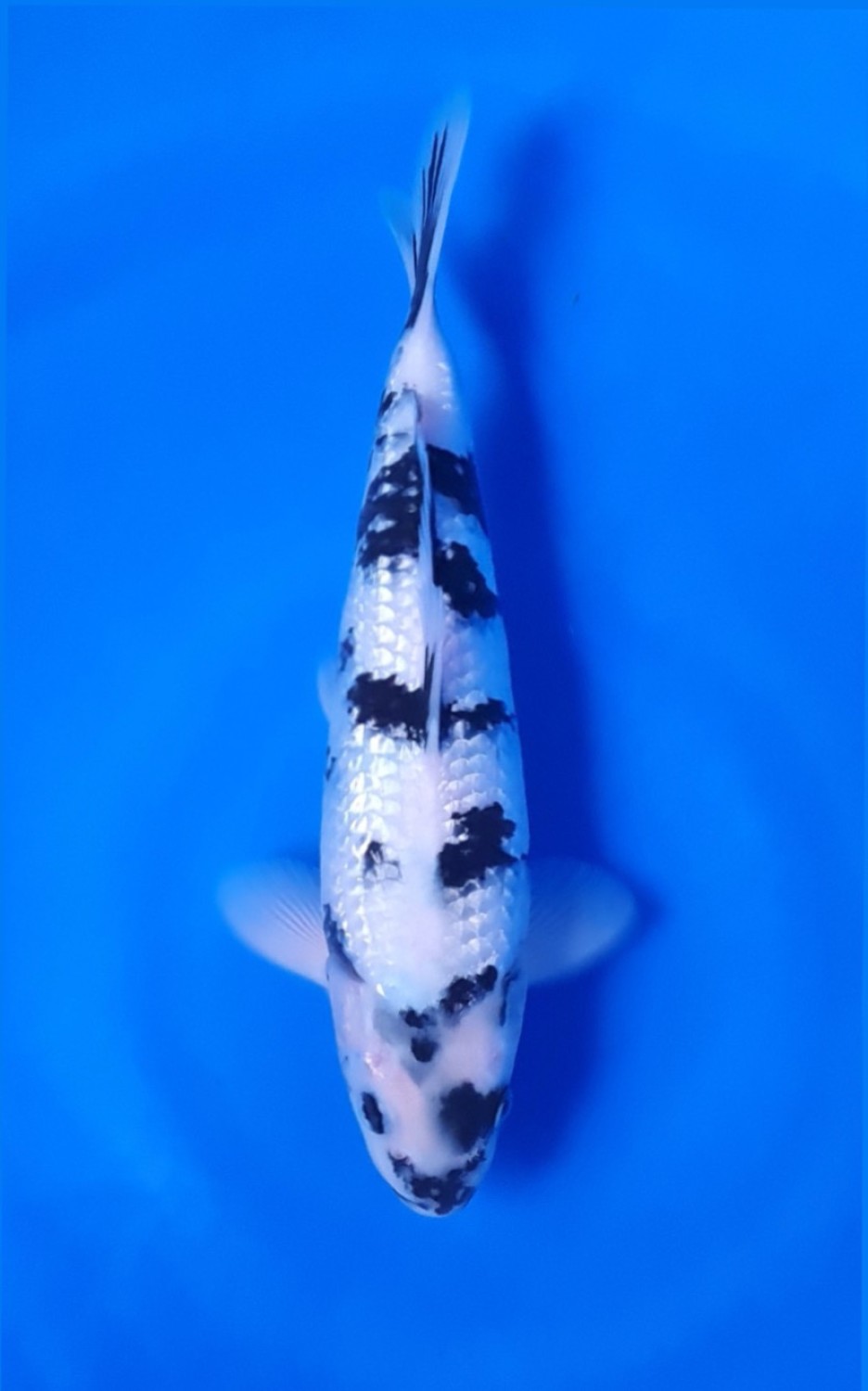 Juara 2