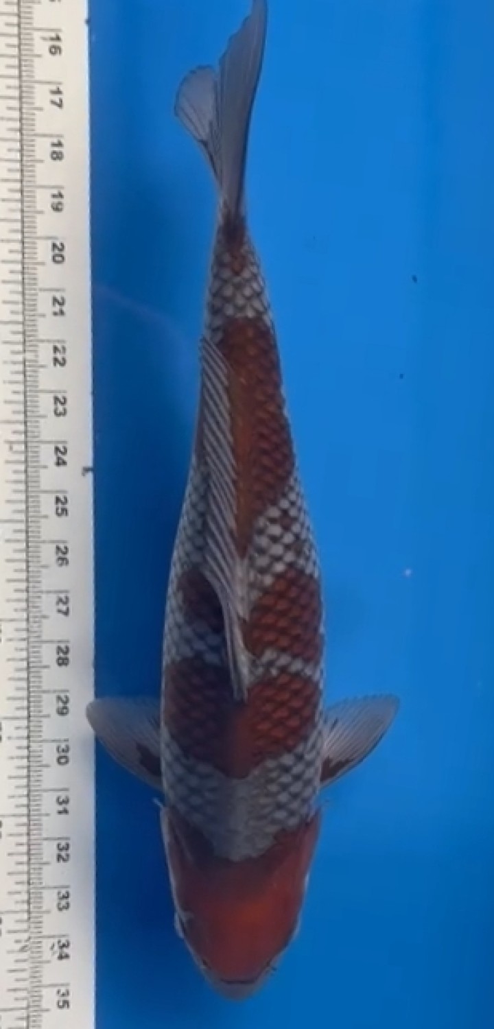 Juara 1