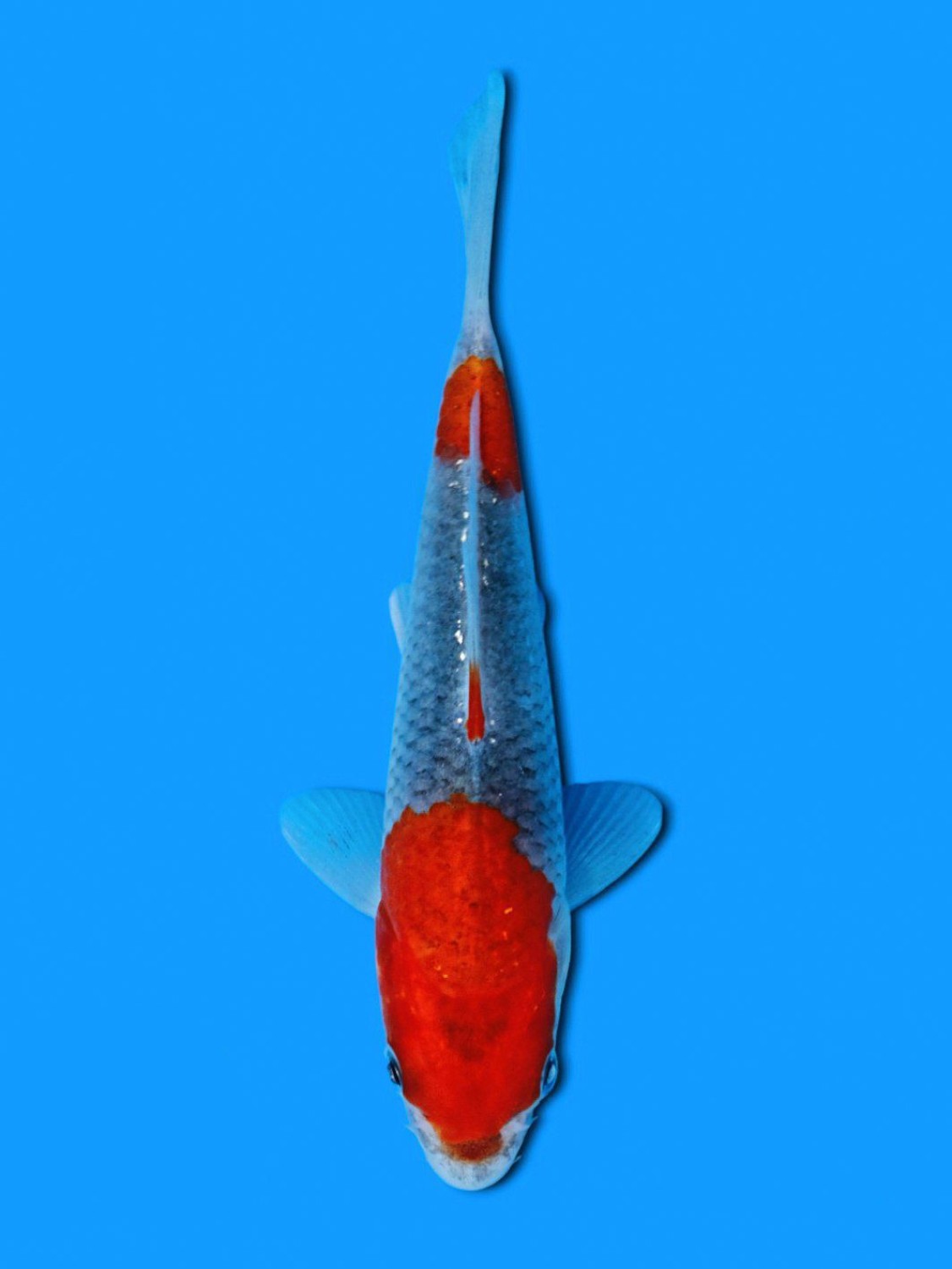 Juara 1