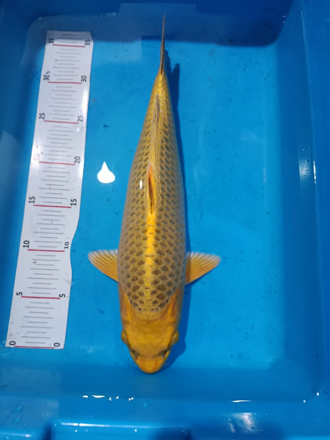 Juara 1