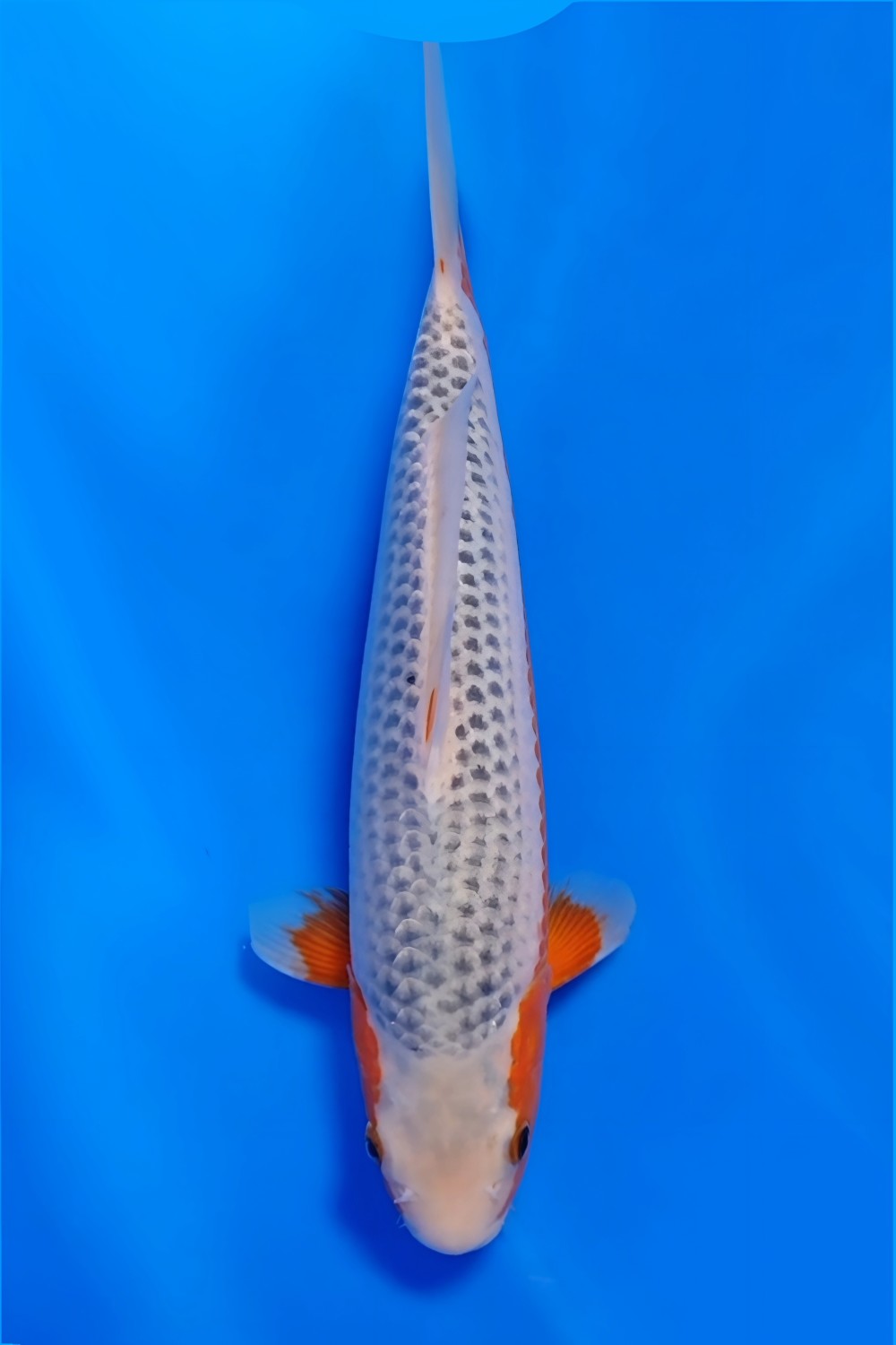 Juara 2