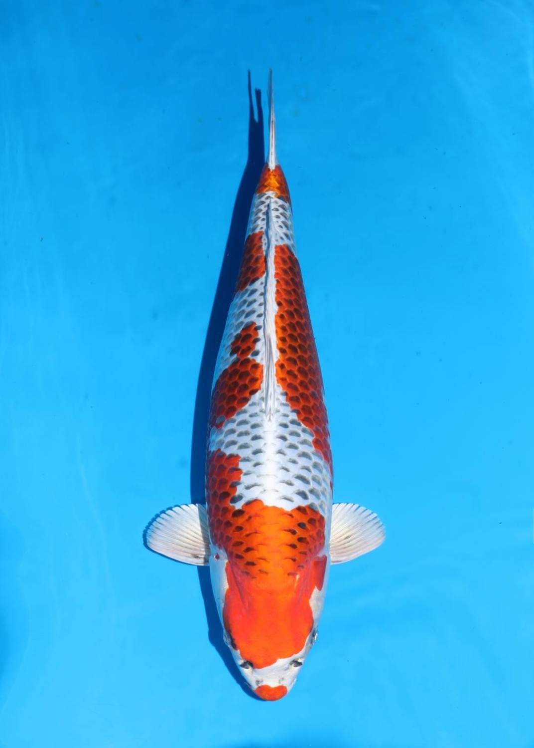 Juara 1
