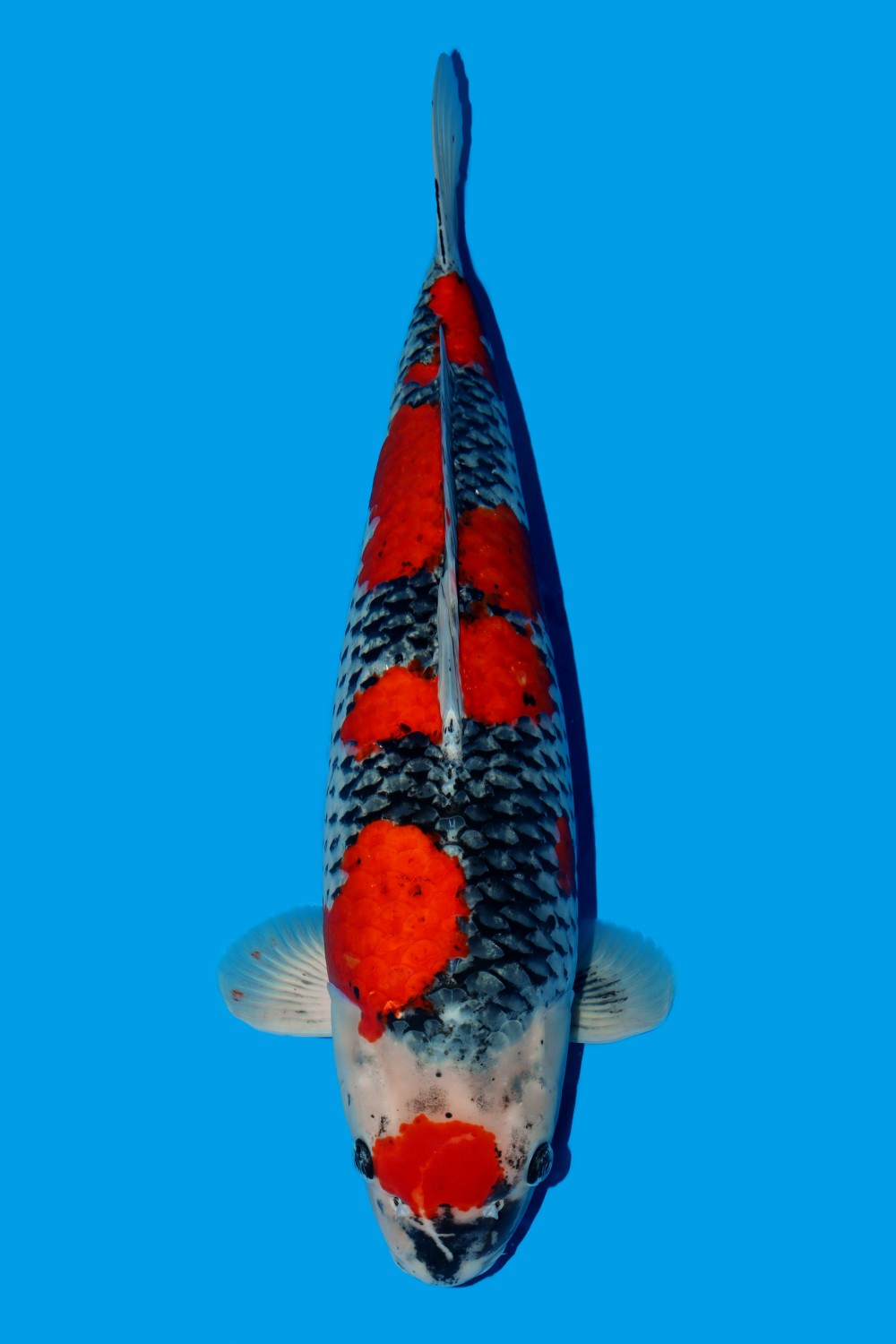 Juara 1