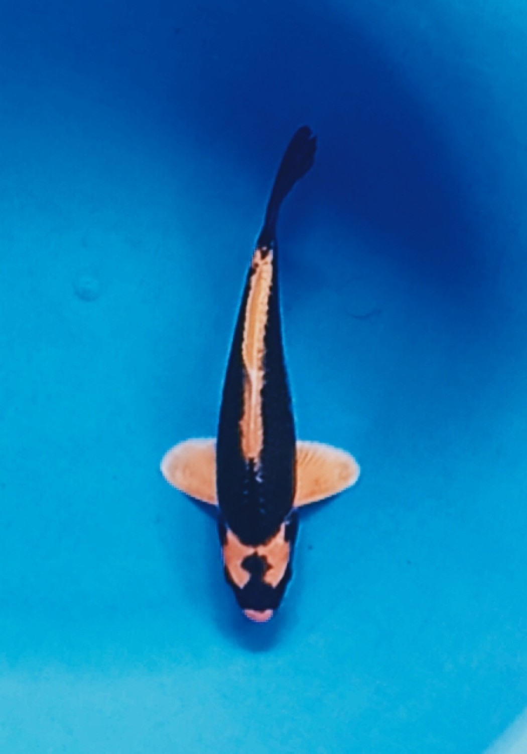 Juara 2