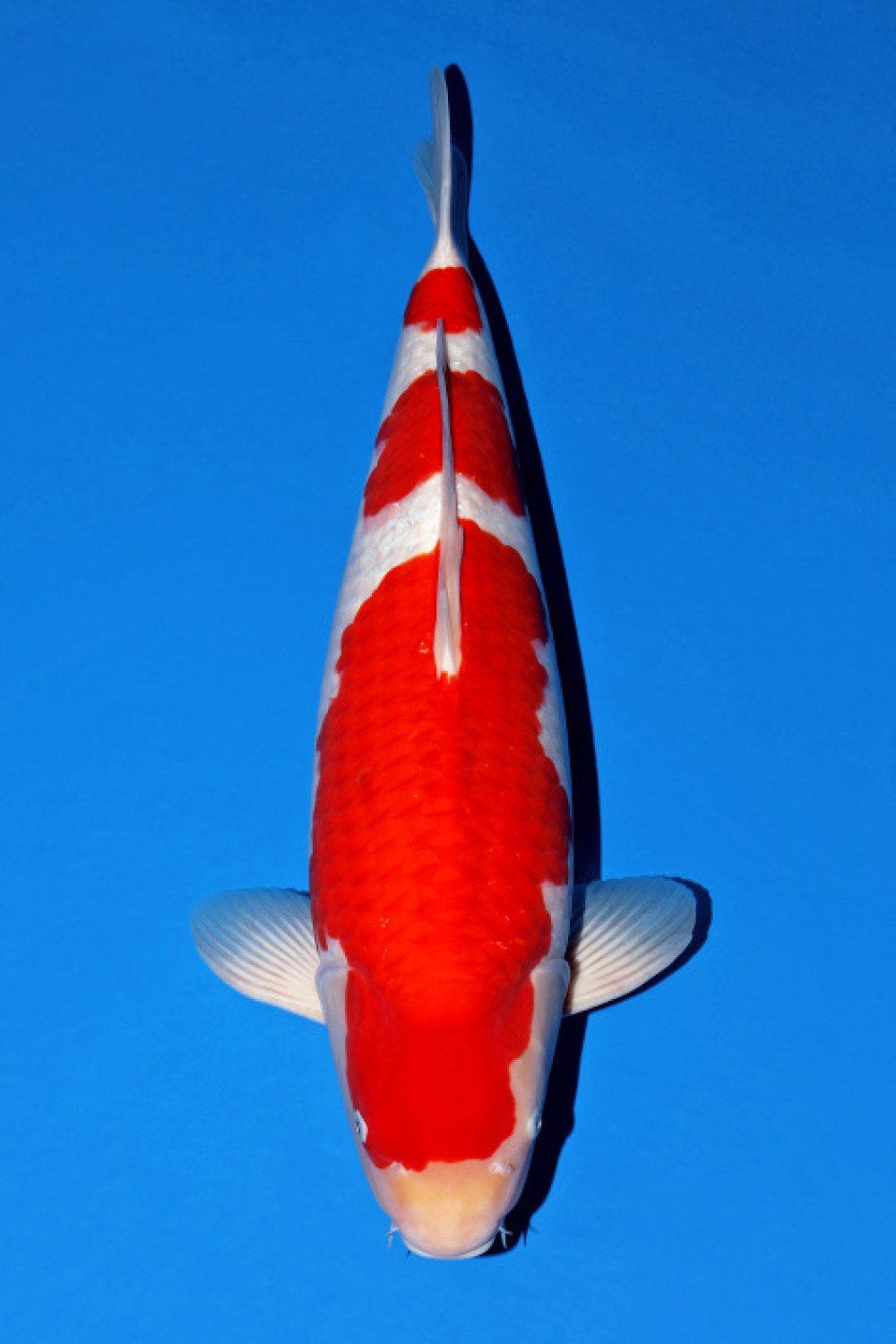 Juara 1