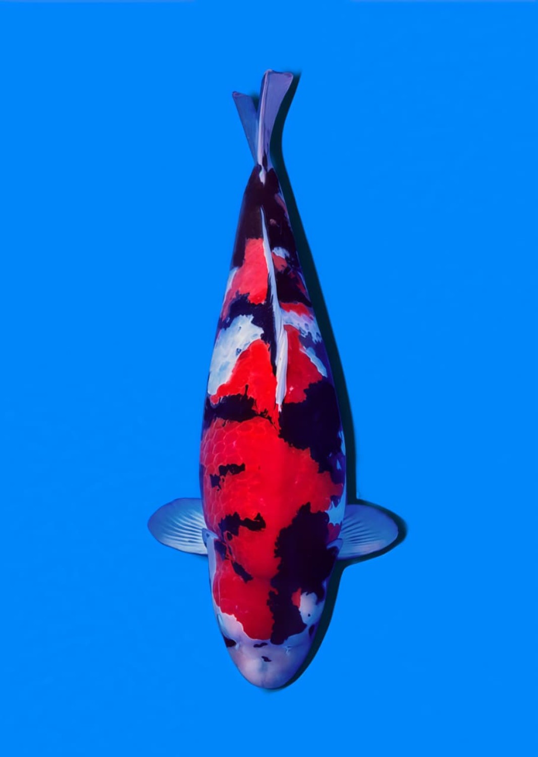 Best In Size A 71 - 75 cm