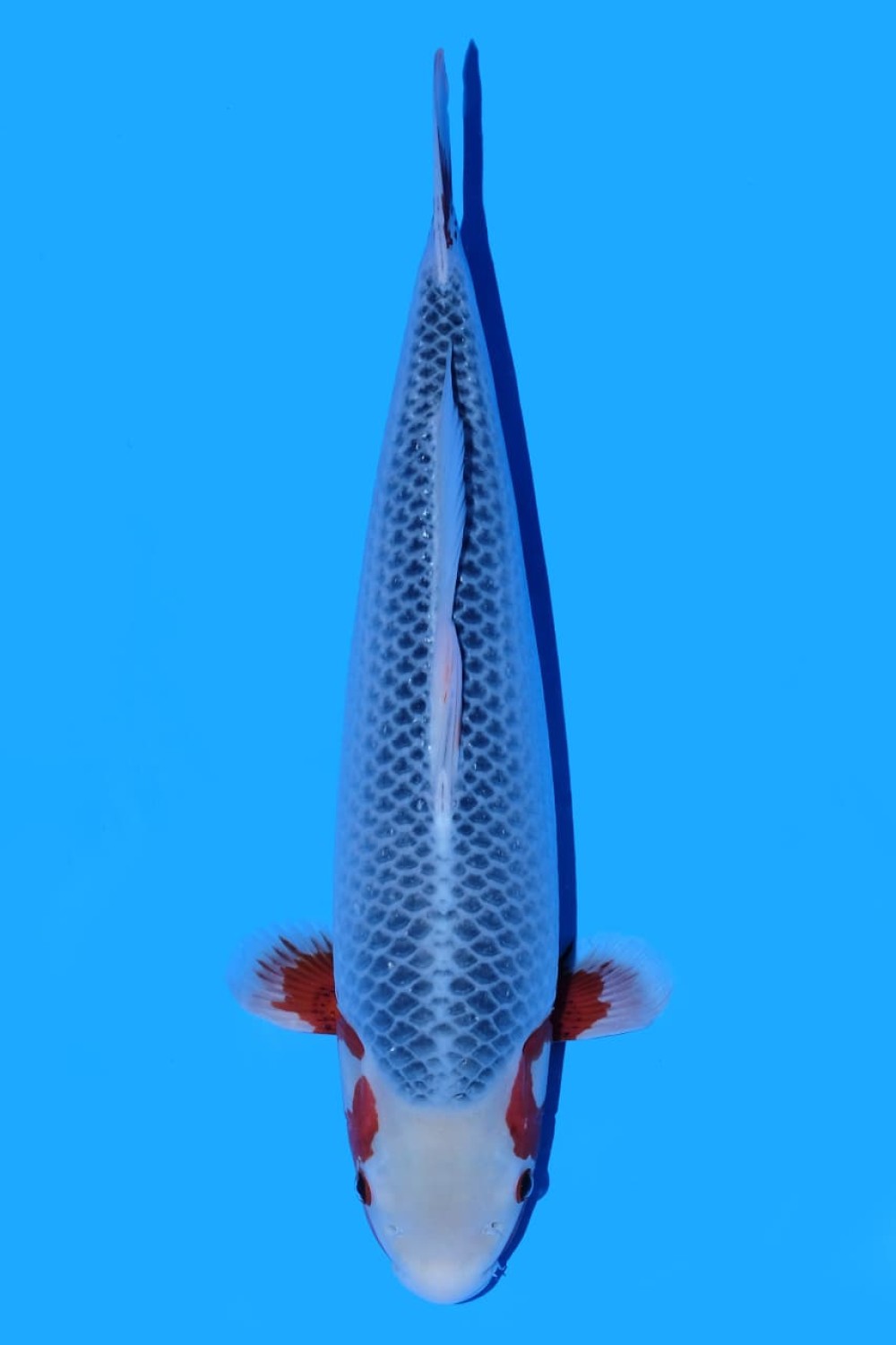 Juara 1