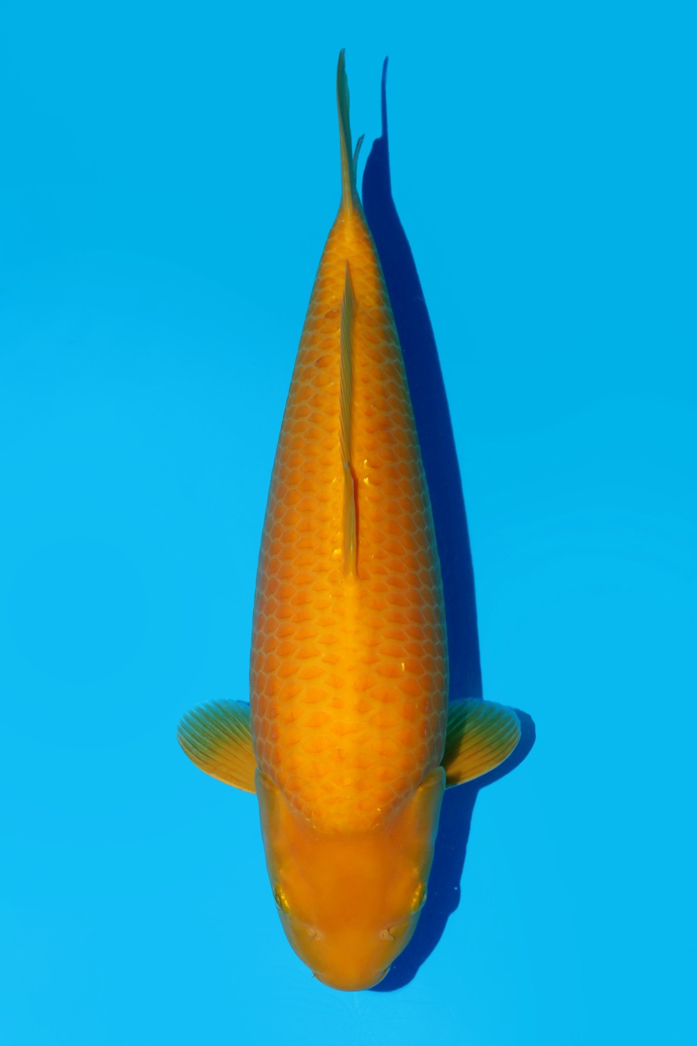 Juara 1