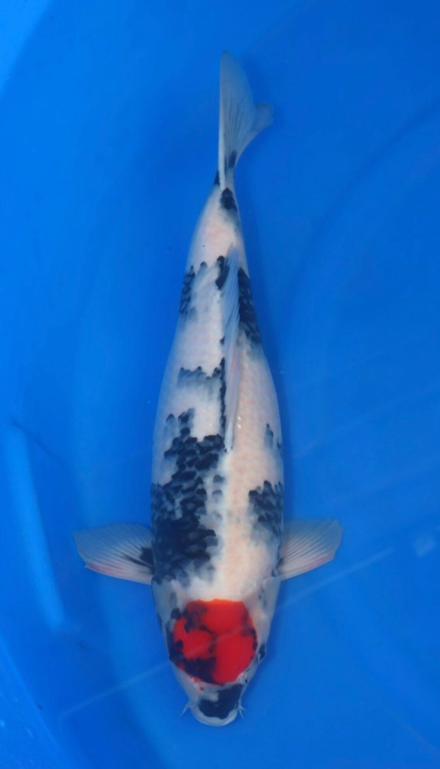 Juara 5