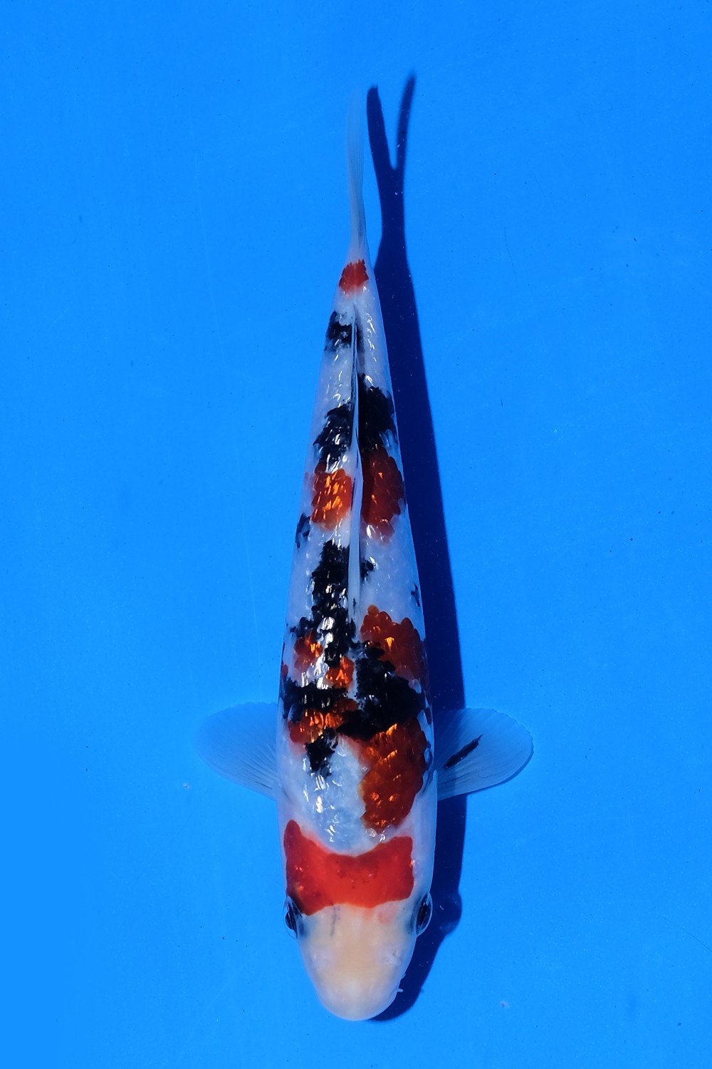 Juara 5