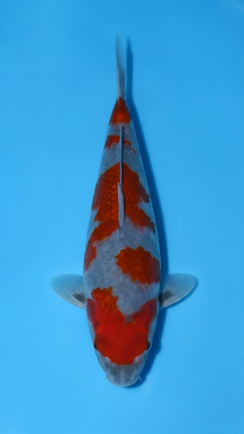 Juara 1