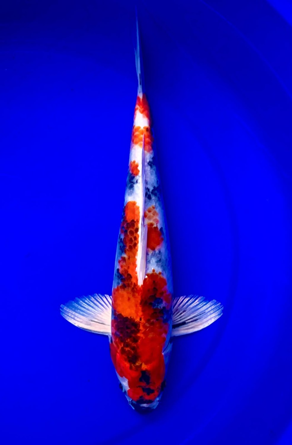 Juara 3