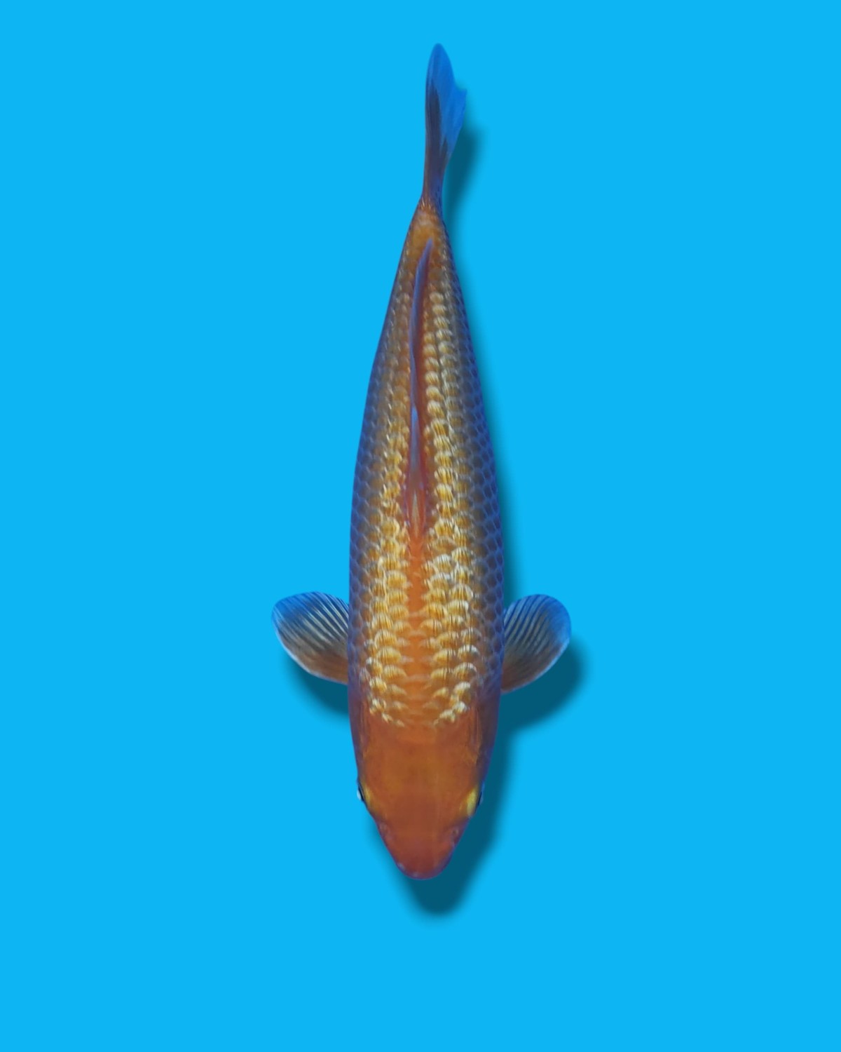Juara 1